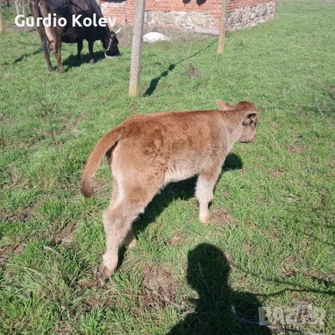 Телета , снимка 7 - Крави - 53837055