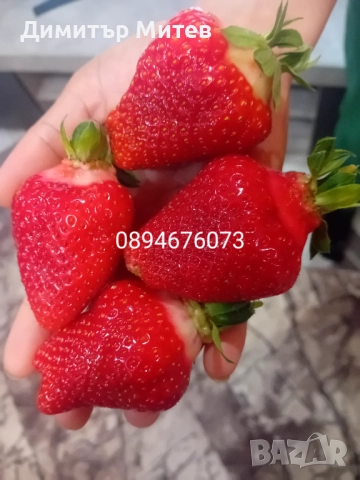 Разсат ягоди 