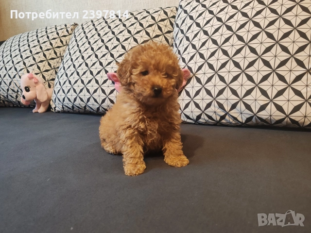 Малтипу , снимка 5 - Пудели - 53143511