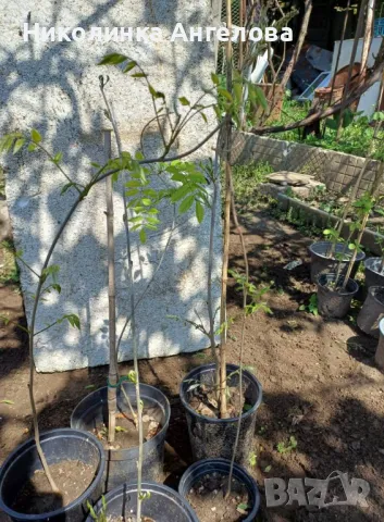 ВИСТЕРИЯ  СИНЯ  /10 лв / бр, снимка 3 - Градински цветя и растения - 50020435