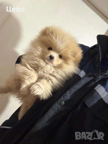 Померан момче