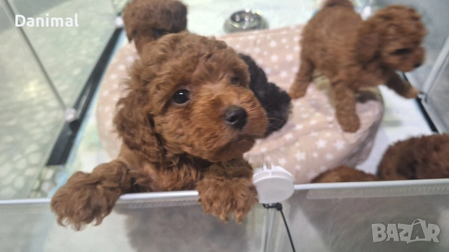 мини пуделчета / момчета и момичета