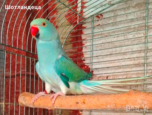 Малък Александър-клеартейл