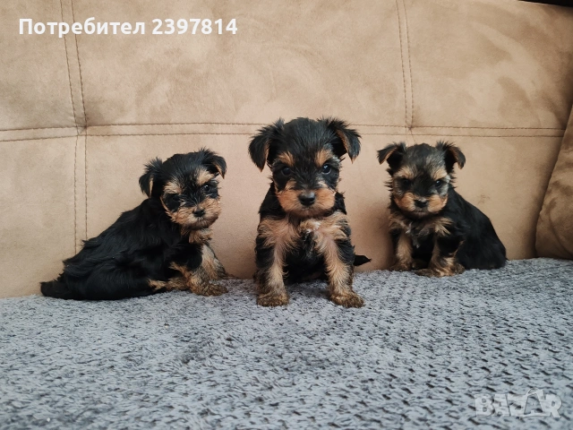 Йоркширски териер , снимка 4 - Йоркширски териер - 53610267