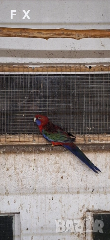 Penantovi rozeli, снимка 6 - Папагали - 54046521