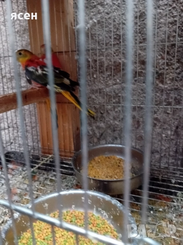 Продавам лазурни неофеми , снимка 3 - Папагали - 51867306