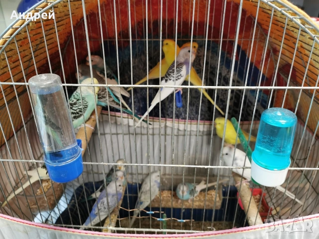 Вълнисти папагали, снимка 6 - Папагали - 48377765