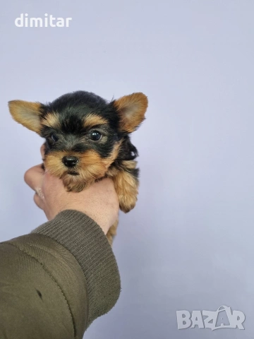 Йоркшир териер мини , снимка 8 - Йоркширски териер - 53580096