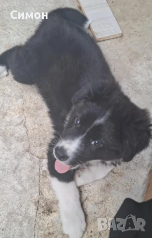 Kaракачанско кученце - мъжко, снимка 1