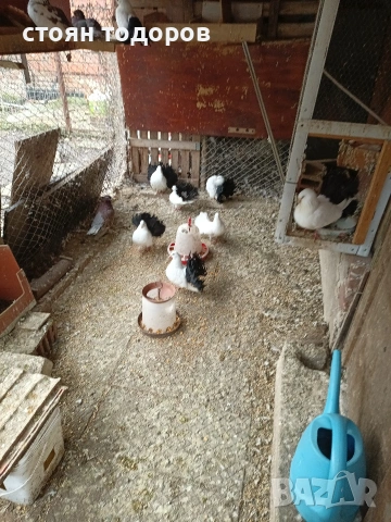 Продавам Фенерлий