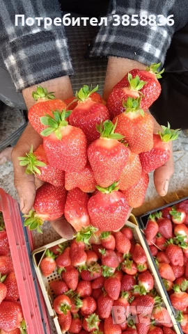 🍓 Качествен разсад ягоди и малини – засади днес, береш утре! 🌱, снимка 4 - Разсади - 53583916