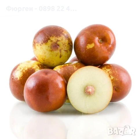 Хинап сорт „Ли“ (Li) ГИГАНСКИ В плододаваща възраст !!!, снимка 11 - Разсади - 37713586