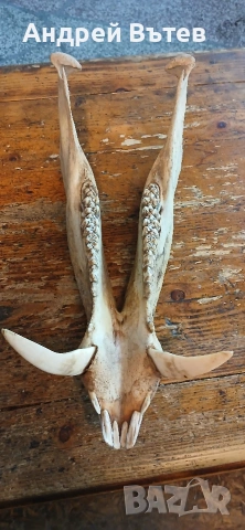 Ловен трофей от глиган