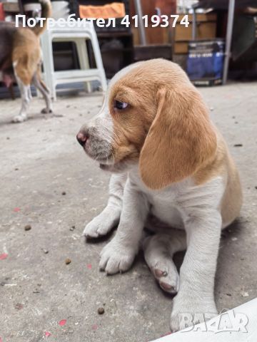 Кученца бигъл на 40дена (ваксинирани) , снимка 1 - Бигъл - 46054169