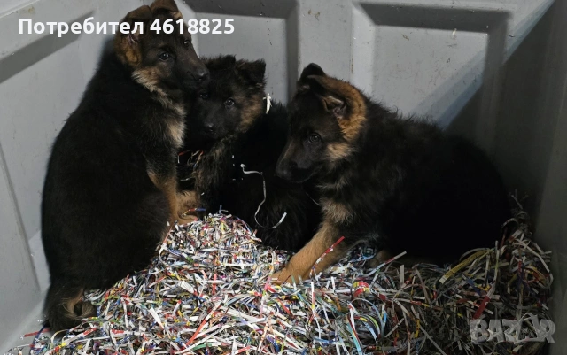Немски овчарки Топ, снимка 12 - Немска овчарка - 53389024