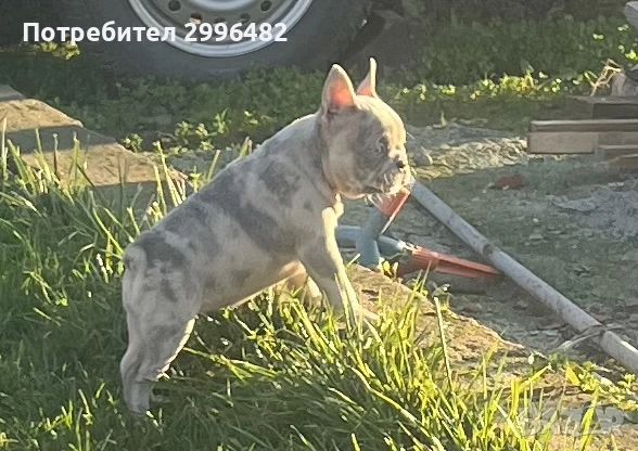 Френски булдог , снимка 2 - Френски булдог - 52567202
