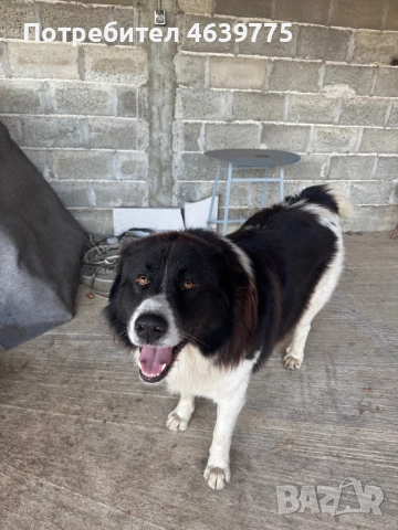 Каракачанки на 1 месец