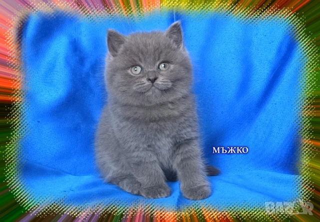 Чистокръвни Британски късокосмести котета, снимка 6 - Британска късокосместа - 53322558