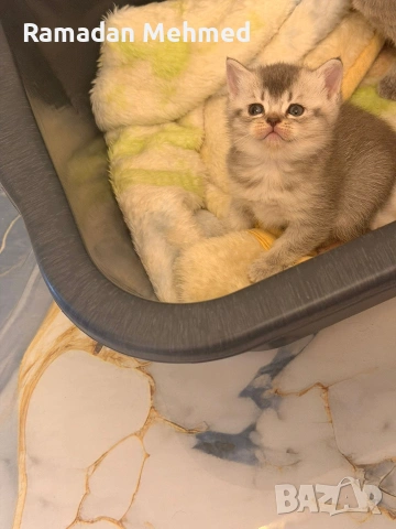 Британски късокосместа и шотландски клепоухи