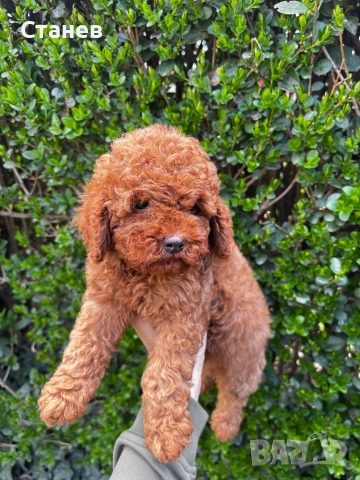 Мини Пудел Момче и Момиче  / Mini Poodle, снимка 4 - Пудели - 53305362