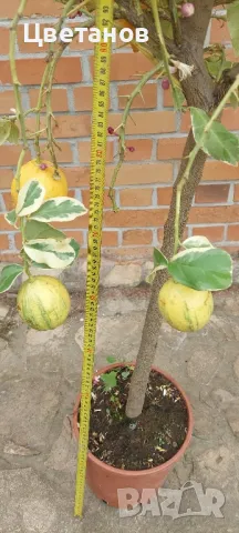 Вариегатен лимон, снимка 4 - Стайни растения - 49923551
