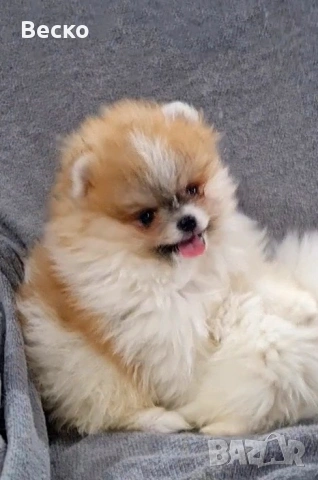 Померан мини мъжки , снимка 10 - Померан - 53647101