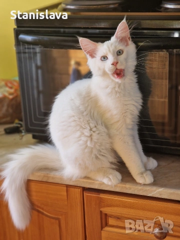 котенца Мейн Куун, снимка 2 - Мейн кун - 52773357