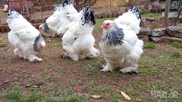 Яйца от колумбийска брама, снимка 6 - други­ - 53701995