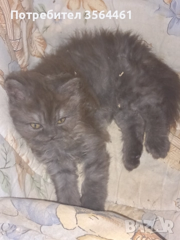 продавам персийско коте-мъжко, снимка 10 - Персийска - 52410928