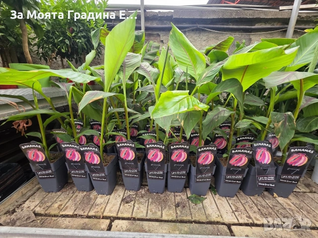 Червен Банан , снимка 6 - Градински цветя и растения - 53634457