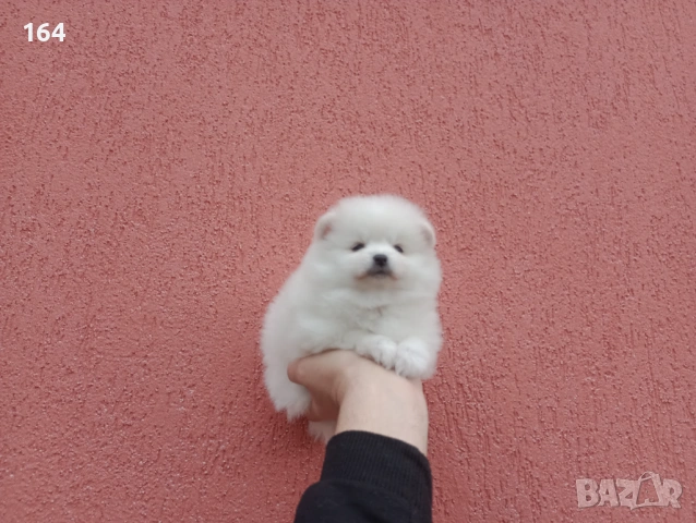 Мъжки и женски бели Померани. Реални снимки от 05.01.26 г. , снимка 10 - Померан - 53010188