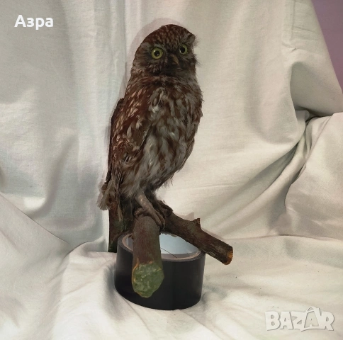 Препарирана сола (Бухал), снимка 12 - други­ - 53656912