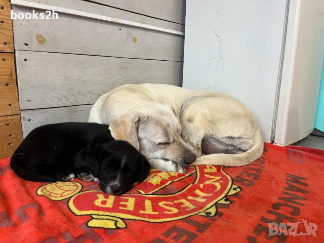 ПОДАРЯВАМ полу Лабрадорче, снимка 4 - Лабрадор ретривър - 53121687