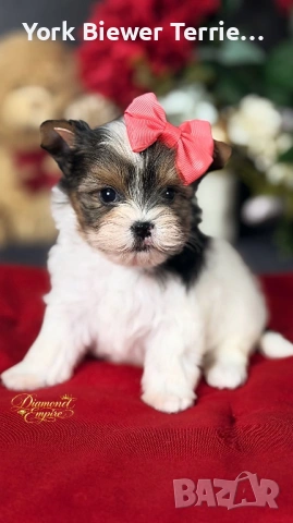 Йоркширски ТЕриер! Страхотни бебета  с родословие за семейство с деца! Доставка 