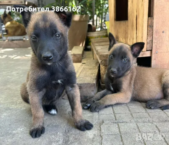 Белгийска овчарка-малиноа, снимка 1