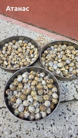 яйца от пъдпъдъци, снимка 2 - За птици - 52505334