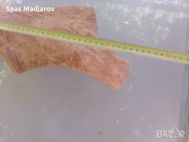Рог от елен лопатар , снимка 4 - Други ценни предмети - 50837868
