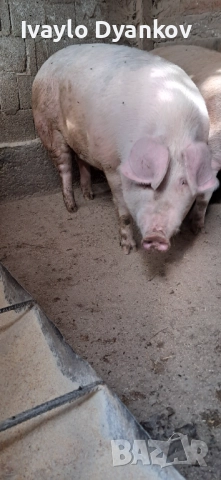 Шопар за коледа, снимка 3 - Прасета - 52354065