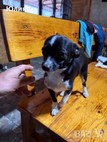 Пинчерчета , снимка 12 - Пинчер - 53748009