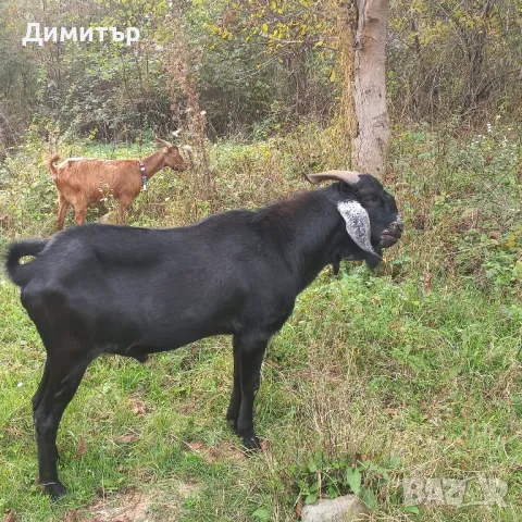 Англонубийски пръч и коза Ламанча чипа, снимка 1 - Кози - 47354196