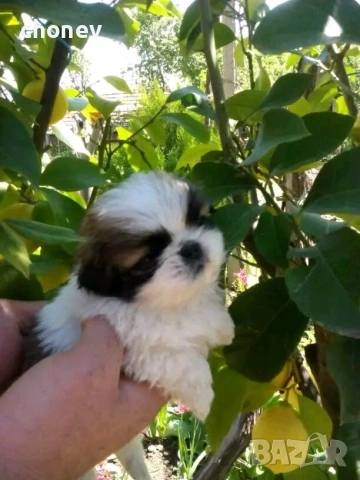 пекинез бебета малки