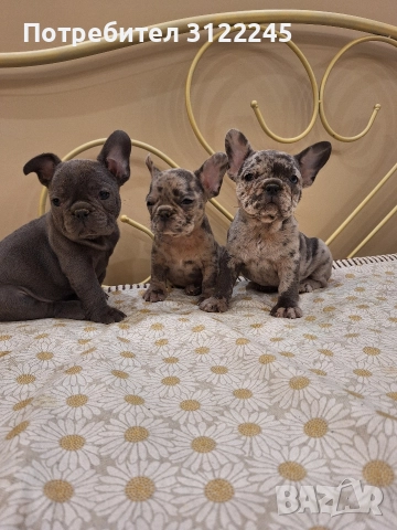 Продавам чистокръвни френски булдоци , снимка 2 - Френски булдог - 52619649