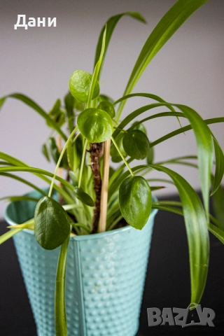 🌿 Китайска паричка (Pilea peperomioides) + Хлорофитум (Chlorophytum comosum) в едно 🌿, снимка 8 - Стайни растения - 52061152
