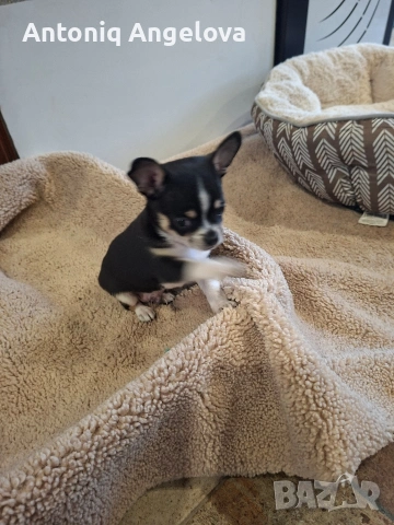 бебета чихуахуа с първа ваксина момчета и момичета хранят се самостоятелно, снимка 5 - Чихуахуа - 53540178