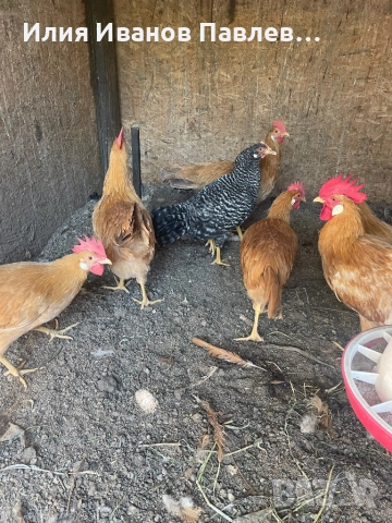 Яйца жълт легхорн и др, снимка 2 - други­ - 51701659