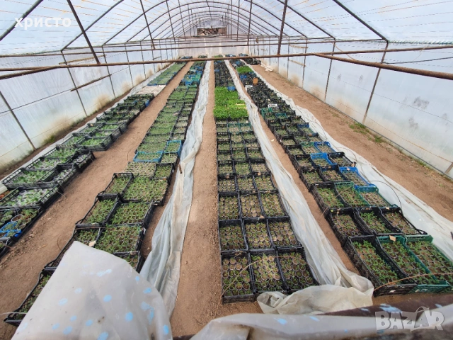 Разсад - домати, краставици, пипер, патладжани, пъпеши, дини и др.