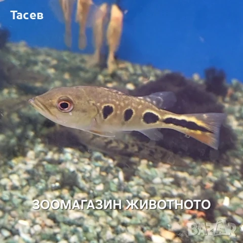 Цихла брокопондо 8-10см, снимка 1