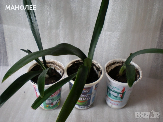 🪷💐🪻Кливия👌💮🎁, снимка 4 - Стайни растения - 53230328