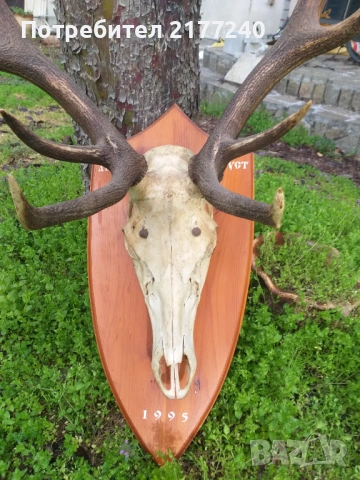 Рога от Елен със стойка, снимка 5 - Декорация за дома - 54117967