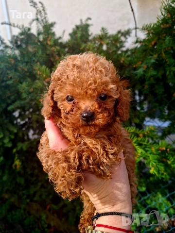 Пудел той, снимка 2 - Пудели - 54079075